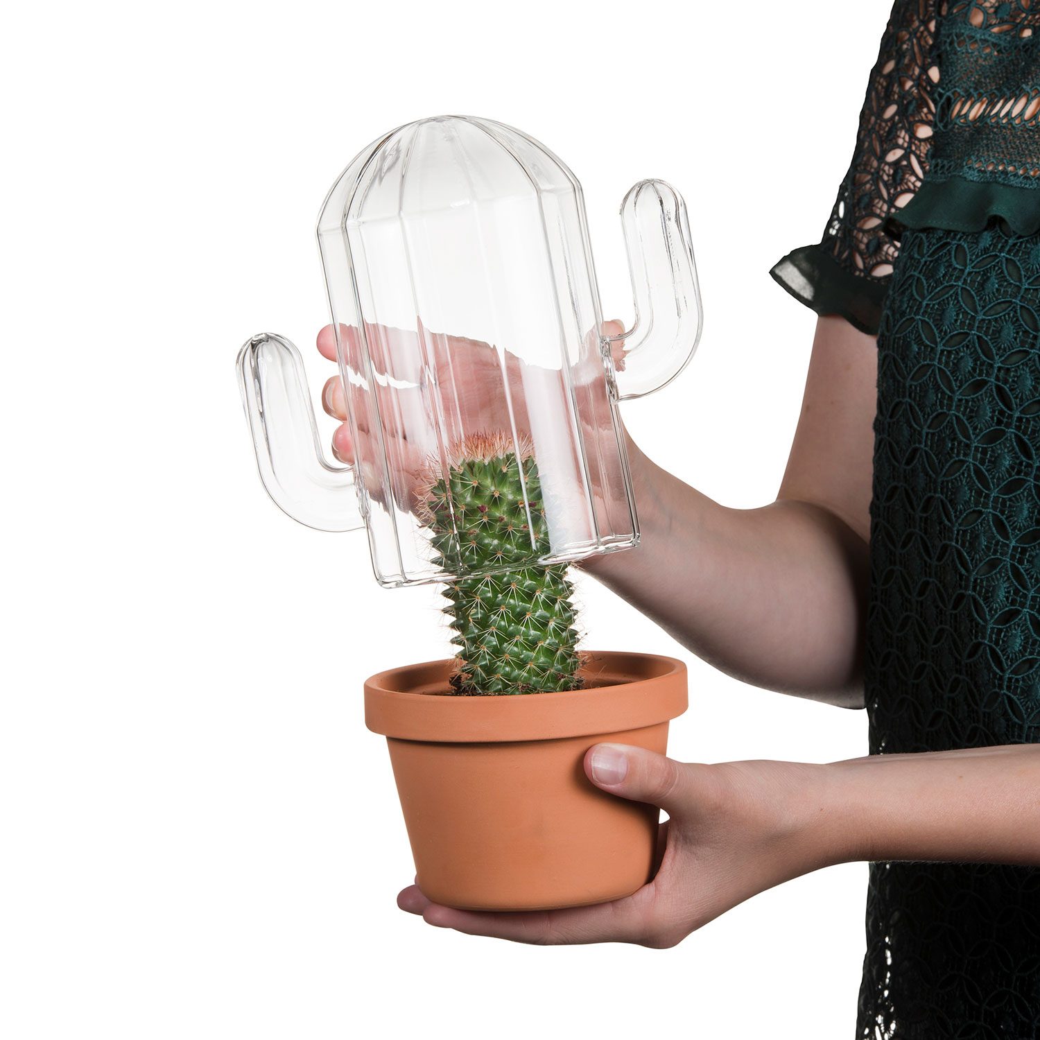 Cactus Terrarium - Saguaro - Bitten