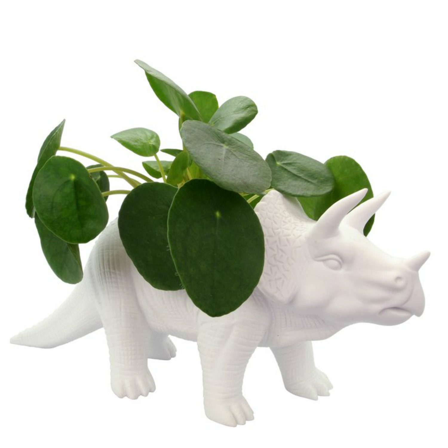 Dinosaurus Bloempot - Triceratops - Bitten